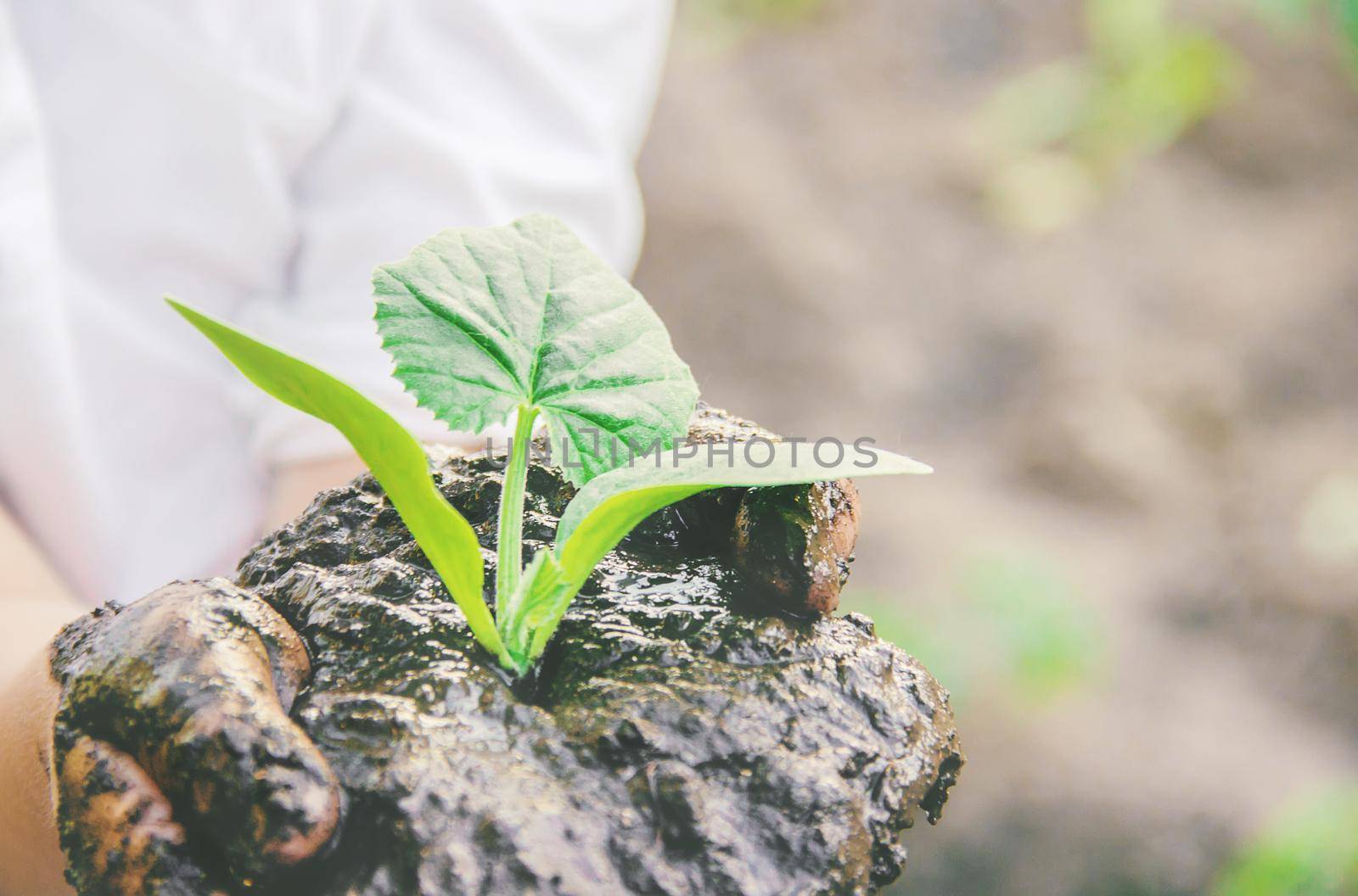 A child plants a plant in the garden. Selective focus. nature.
