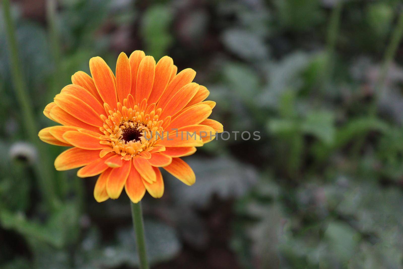 Orange colored gerbera flower farm for harvest