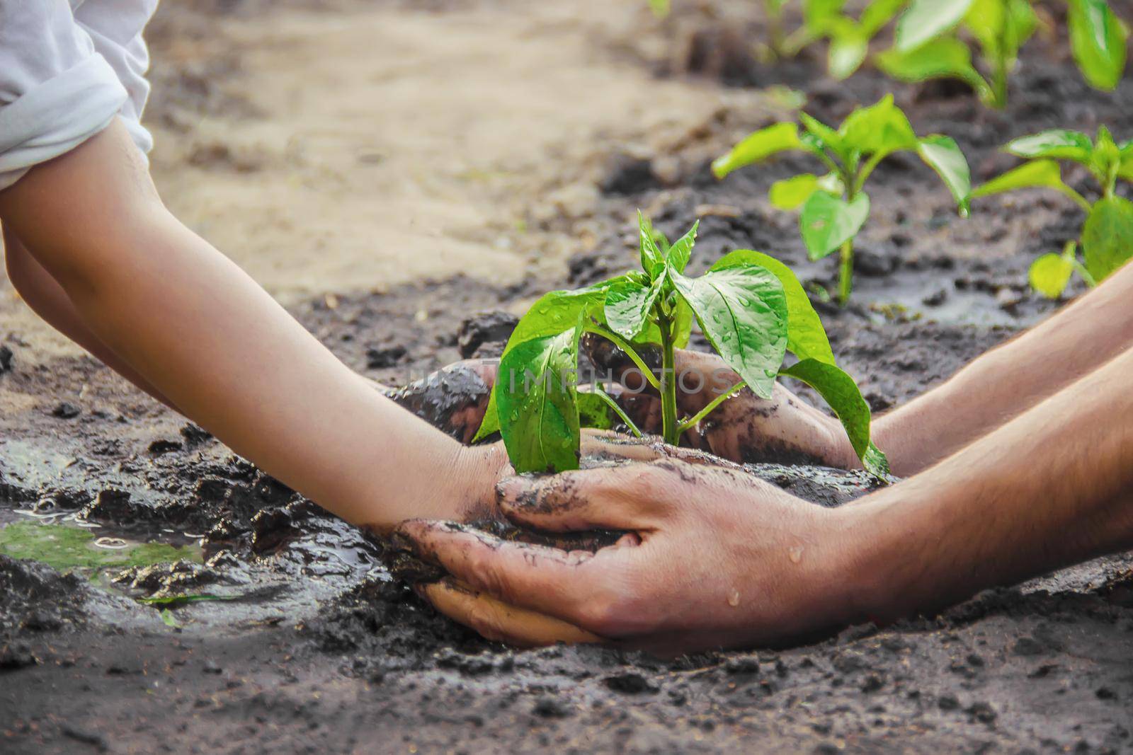 A child plants a plant in the garden. Selective focus. by yanadjana