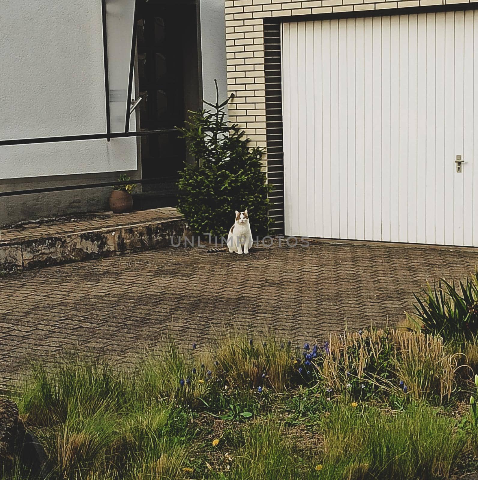 White cat walking in the yard of a country house. Home pet by biruzza