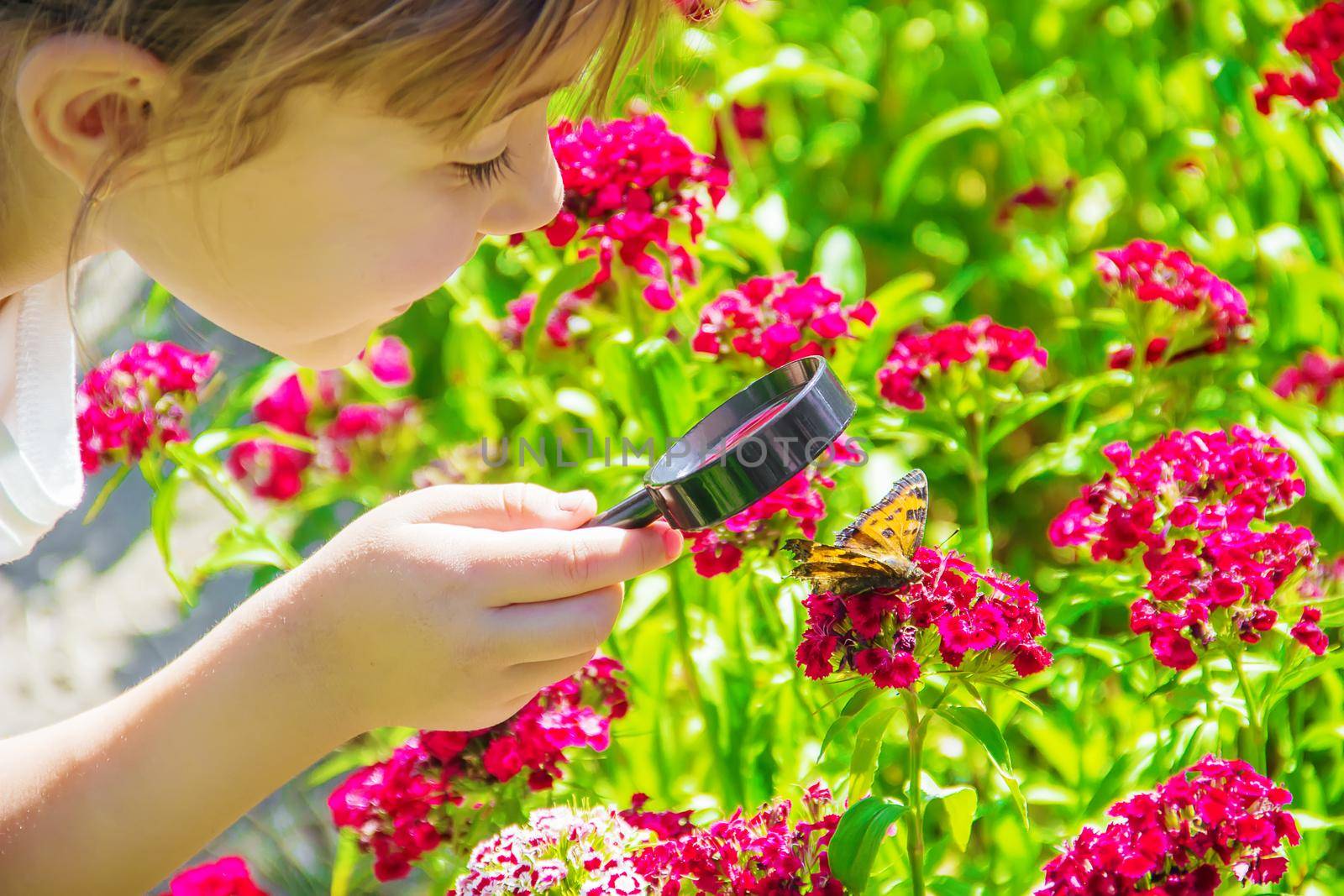 look in a magnifying glass butterfly sits on flowers. selective focus.