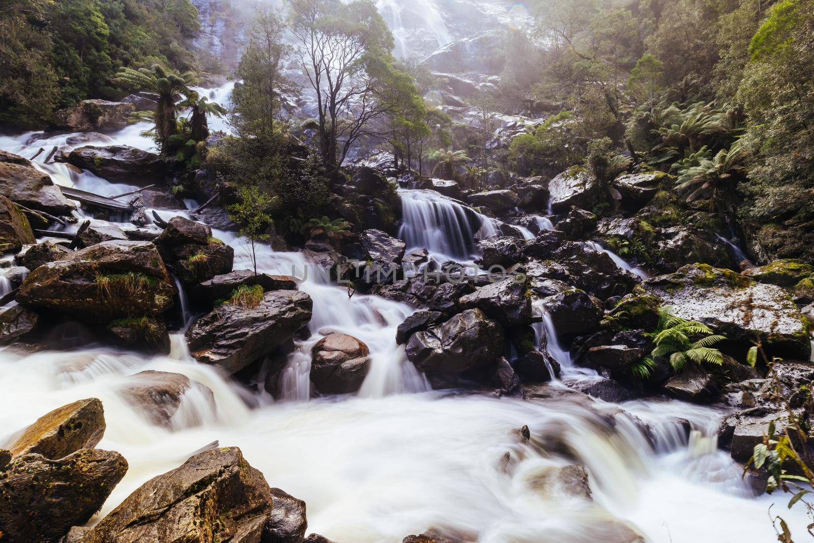 The iconic and popular St Columba Falls which is one of the highest waterfalls in Tasmania on a warm spring day in Pyengana, Tasmania, Australia
