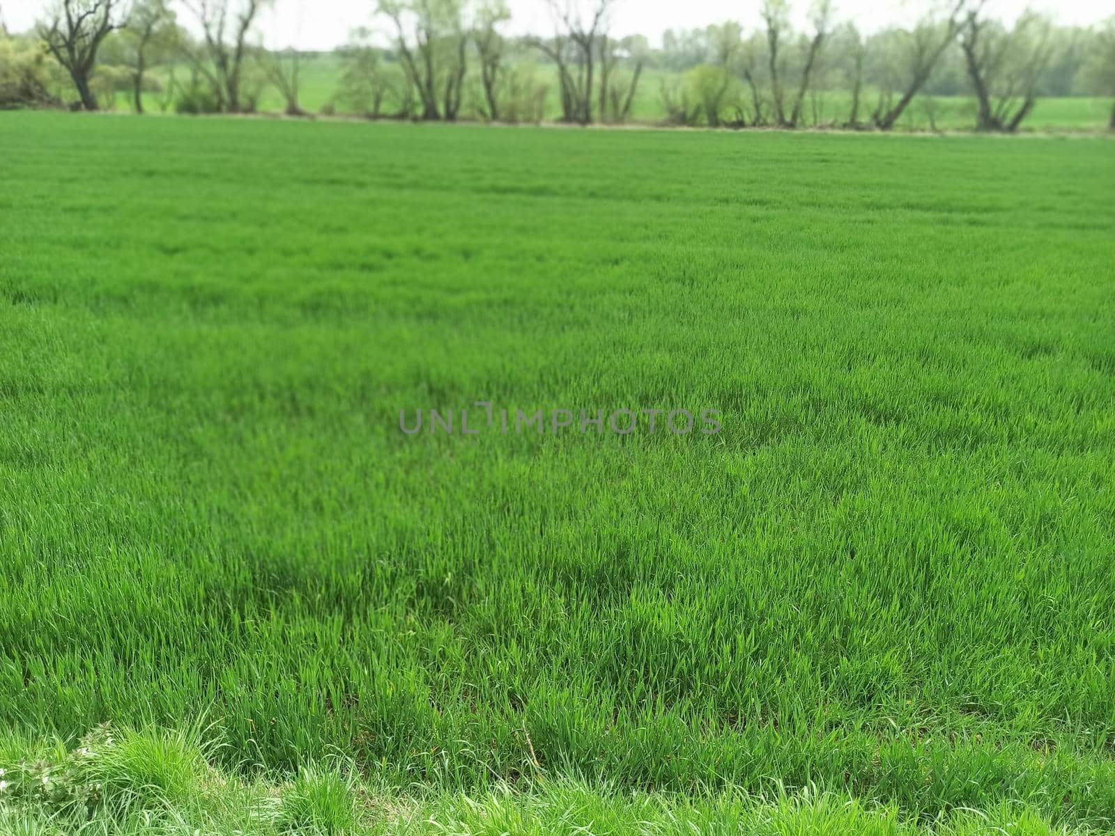 Green grass. Background, out of focus, blurry by biruzza