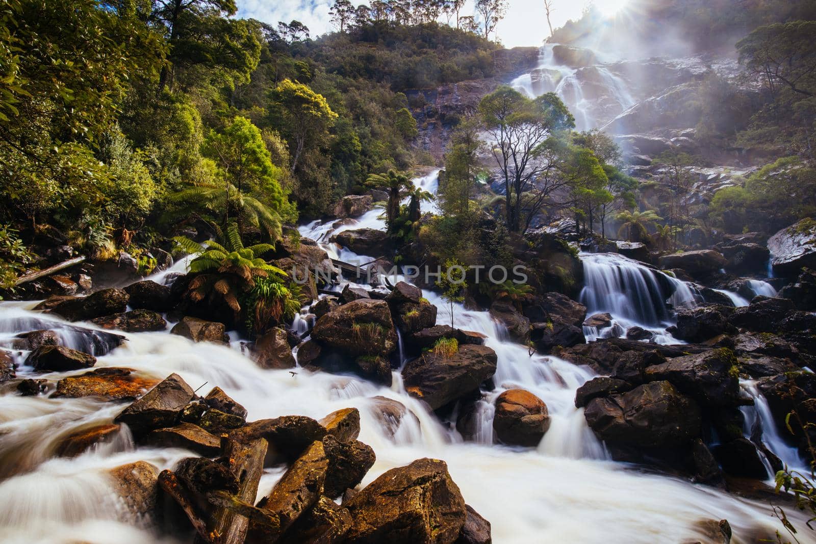 The iconic and popular St Columba Falls which is one of the highest waterfalls in Tasmania on a warm spring day in Pyengana, Tasmania, Australia