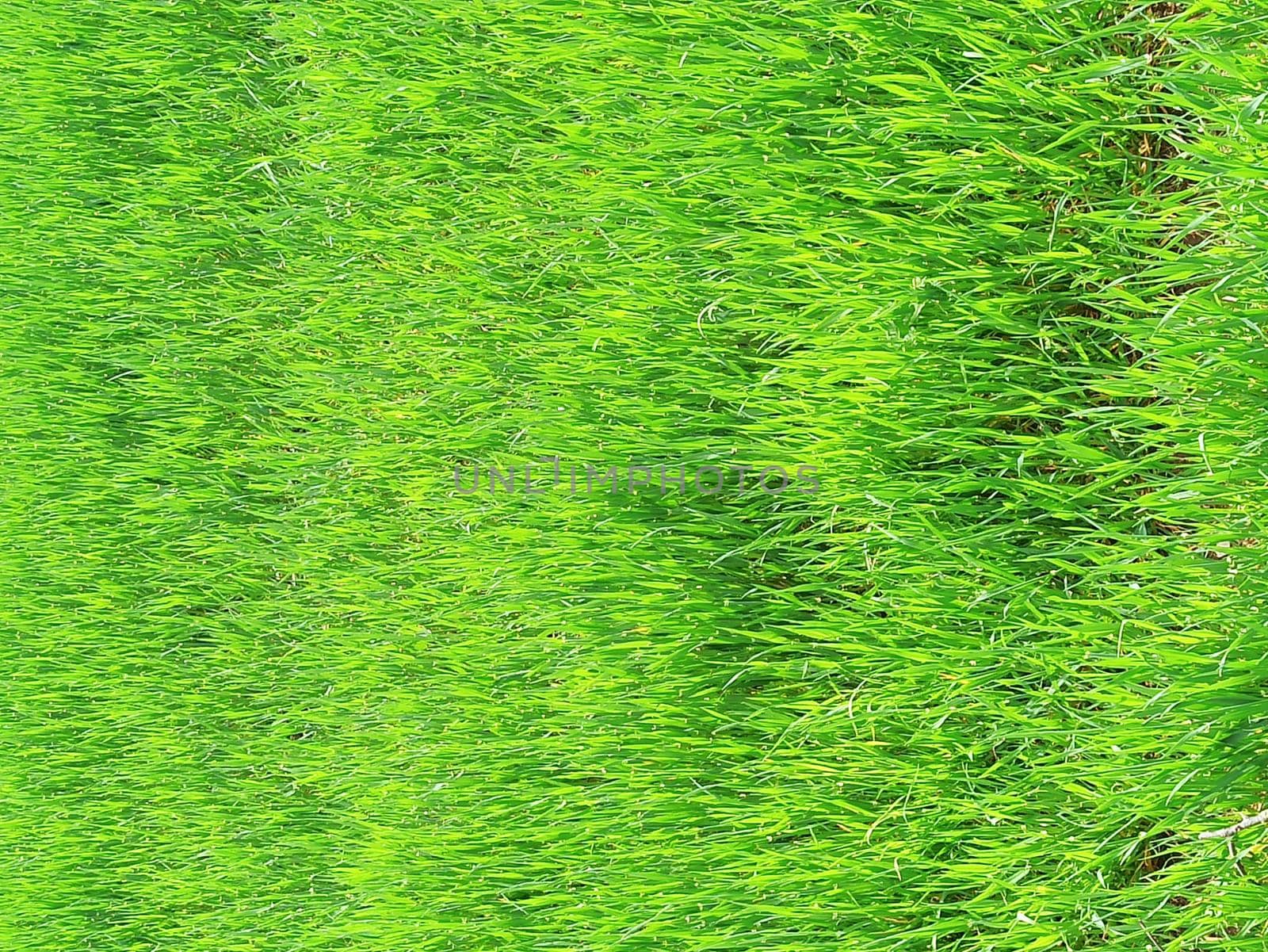 Green grass. Background out of focus, blurry.