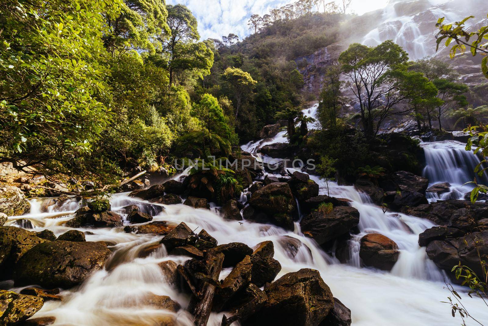 The iconic and popular St Columba Falls which is one of the highest waterfalls in Tasmania on a warm spring day in Pyengana, Tasmania, Australia