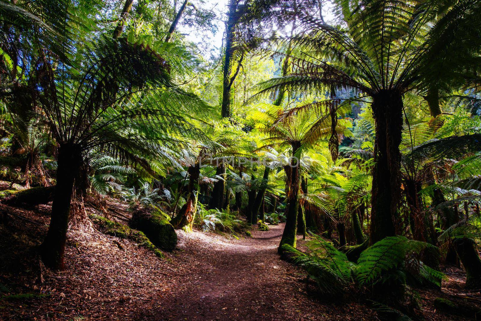 The track leading to St Columba Falls which is one of the highest waterfalls in Tasmania on a warm spring day in Pyengana, Tasmania, Australia
