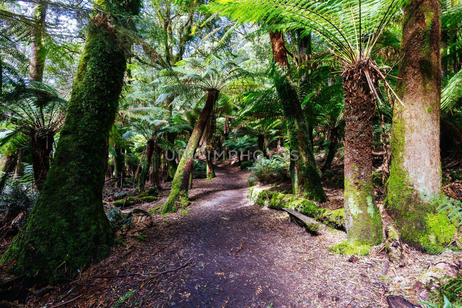 The track leading to St Columba Falls which is one of the highest waterfalls in Tasmania on a warm spring day in Pyengana, Tasmania, Australia