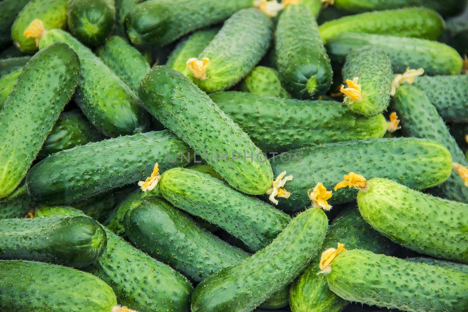 homemade cucumber cultivation and harvest. selective focus. by yanadjana