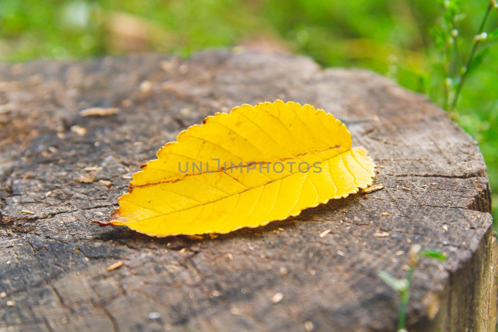 Autumn weather. Yellow leaf fallen from tree branch lies on green grass. Lone leaf. Change of seasons.