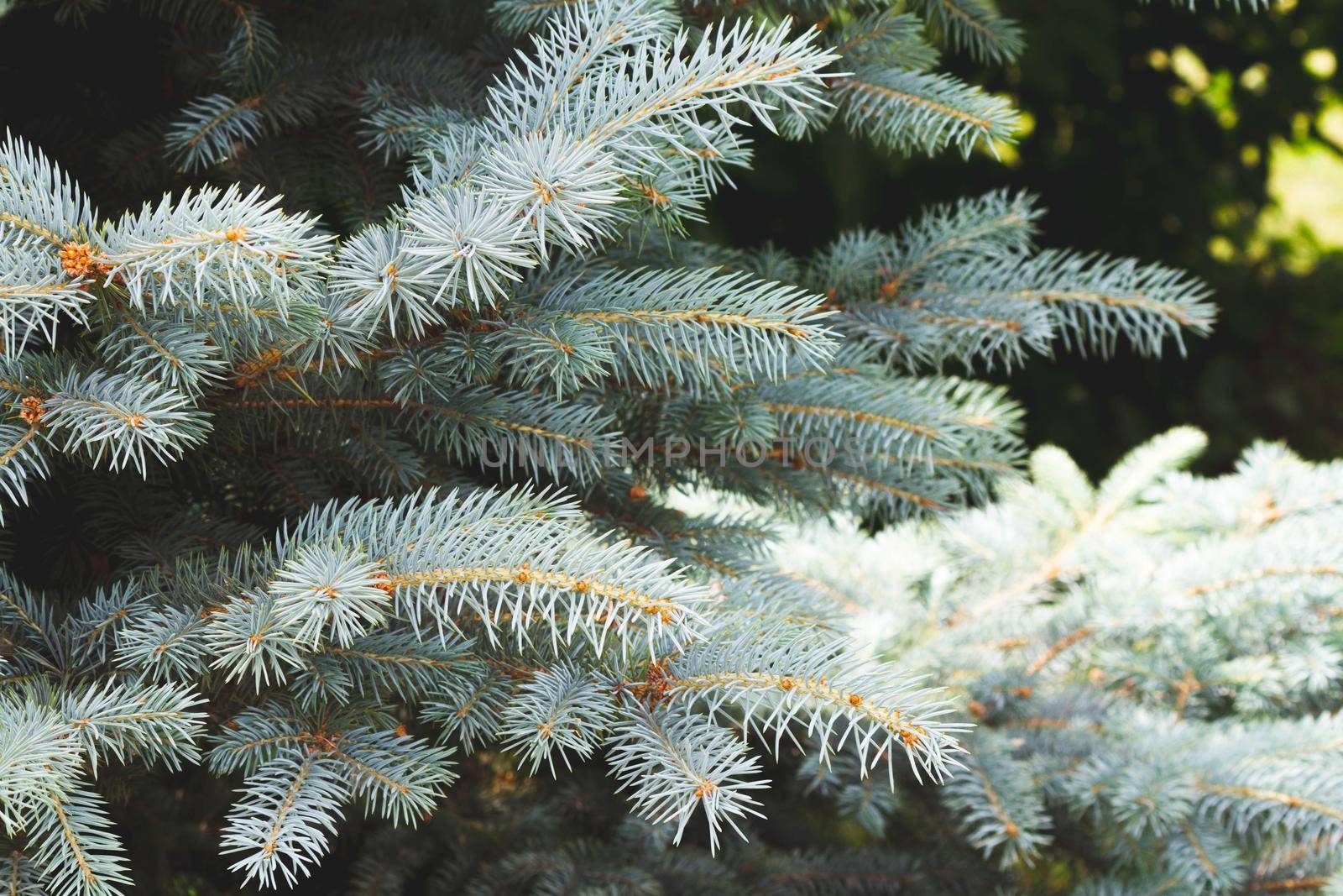 Background of tree branches. Coniferous trees. Green background. Bright green background of needles of coniferous trees.