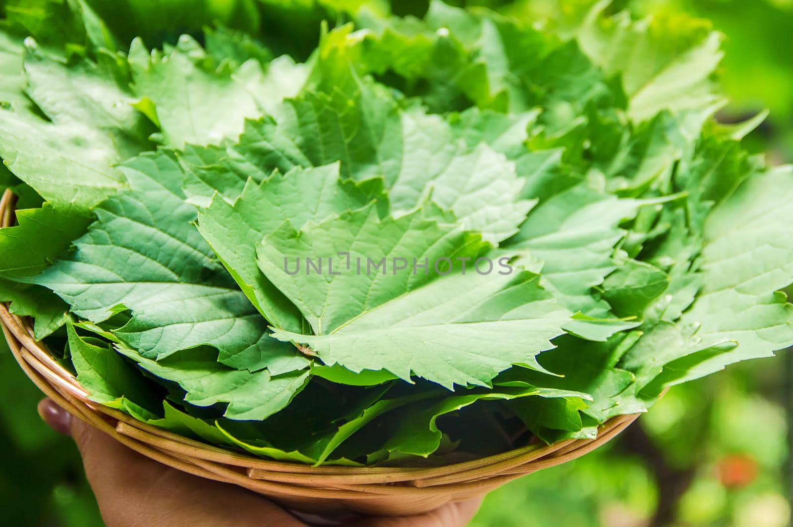 Leaves of grapes for cooking dolma. Selective focus.