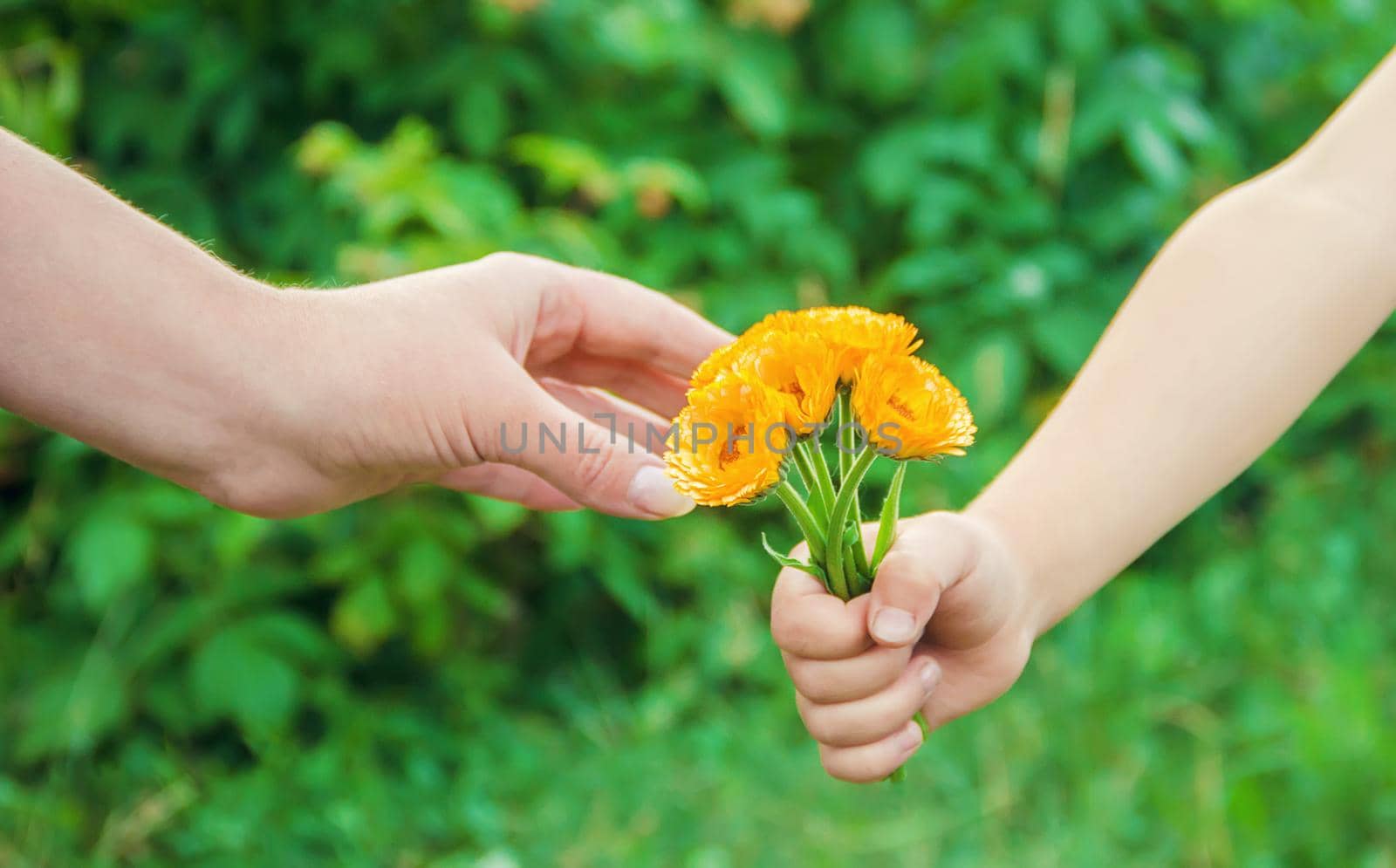 The child gives the flower to his mother. Selective focus. by yanadjana