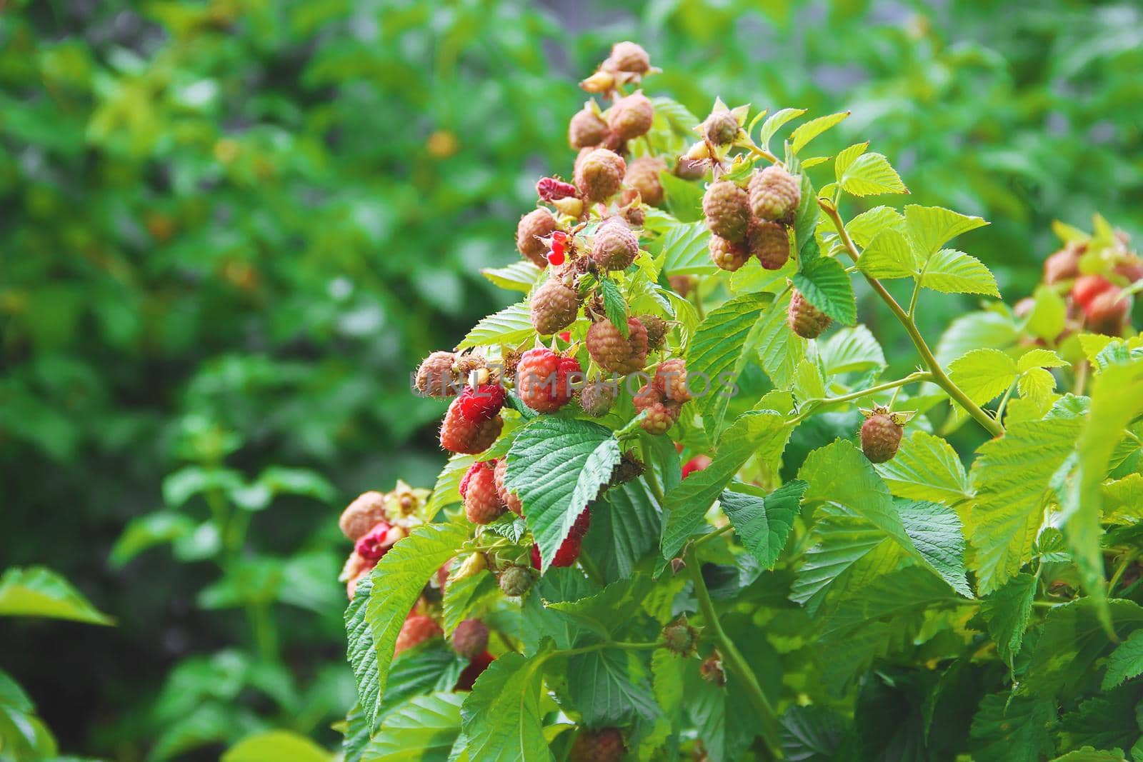 A bush of a big raspberry. Selective focus.