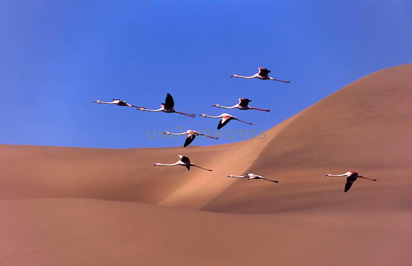 greater flamingos (phoenicopterus ruber) sandwich harbour, namibia, africa