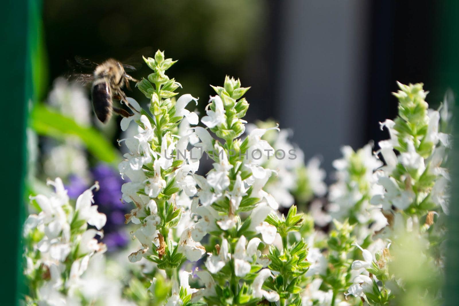 Tropical flower in full blossom. High quality photo