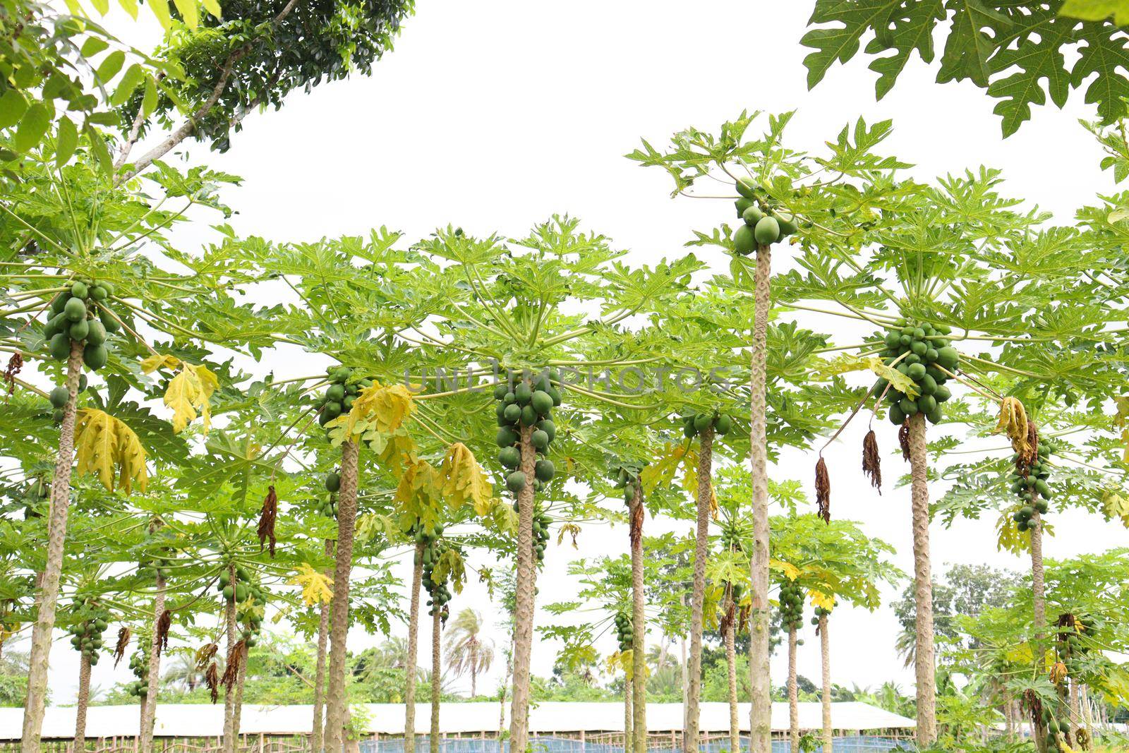 green and healthy raw papaya stock on tree in farm for harvest