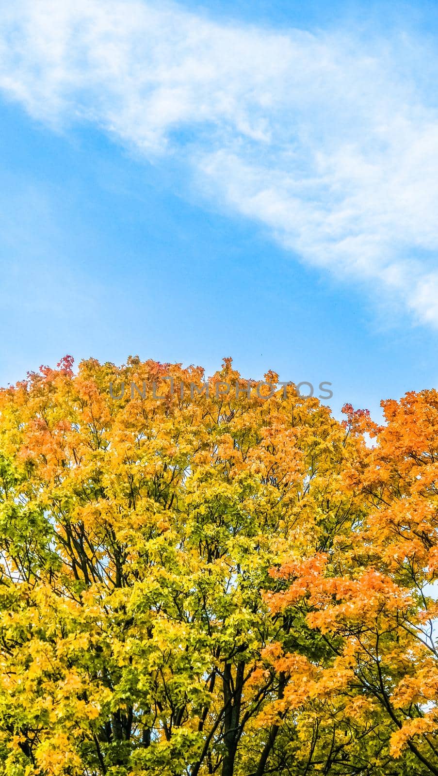 Autumn nature scene background, leaves and trees outdoors by Anneleven