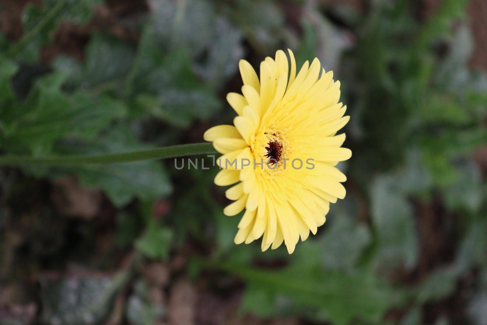 yellow colored gerbera flower on farm by jahidul2358