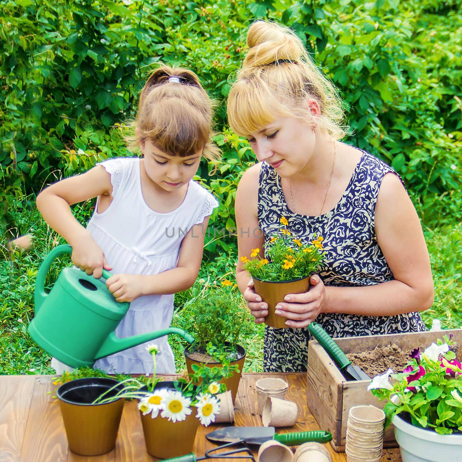 A little girl is planting flowers. The young gardener. Selective focus.