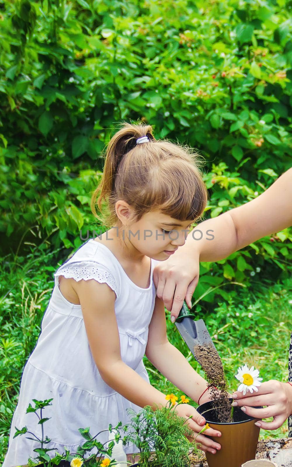 A little girl is planting flowers. The young gardener. Selective focus.