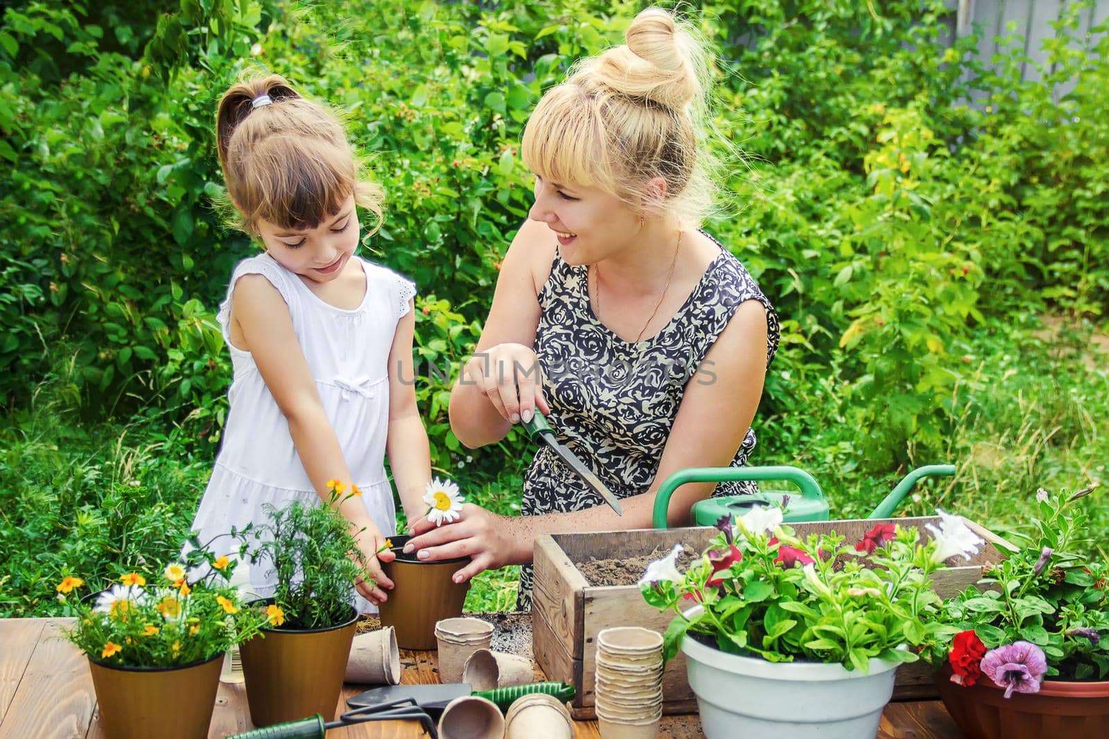 A little girl is planting flowers. The young gardener. Selective focus.