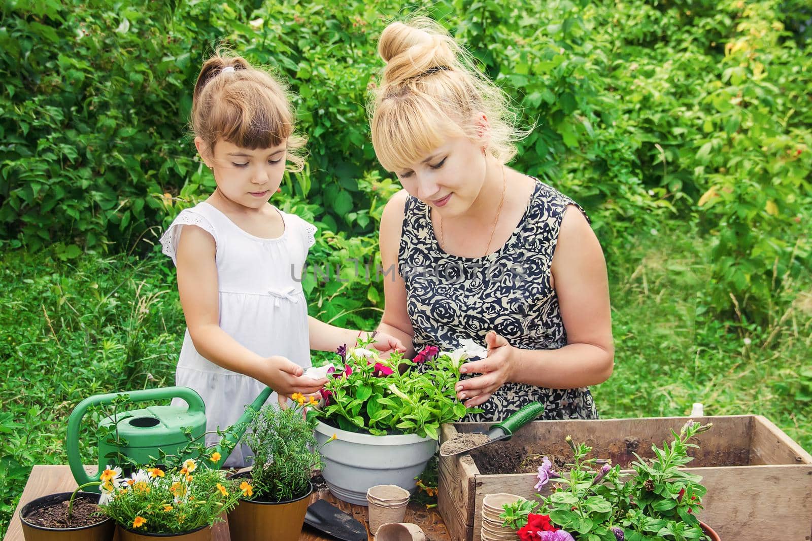 A little girl is planting flowers. The young gardener. Selective focus. by yanadjana