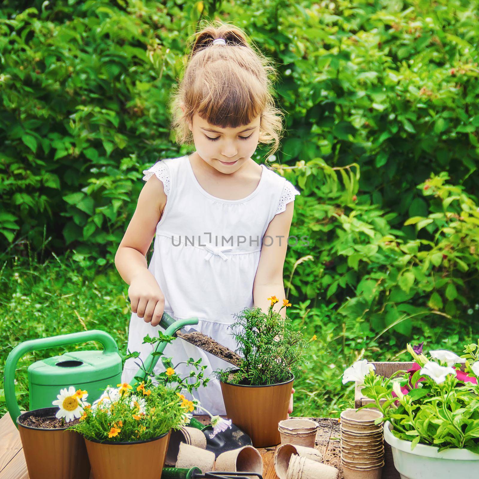 A little girl is planting flowers. The young gardener. Selective focus.