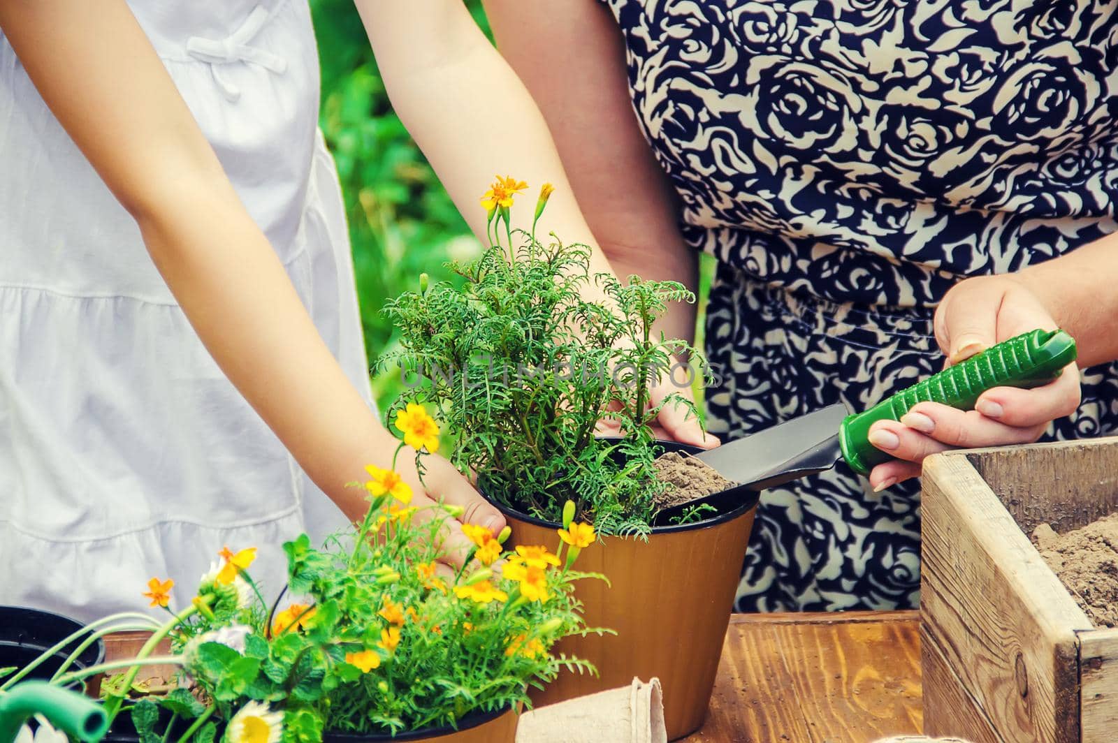 A little girl is planting flowers. The young gardener. Selective focus. by yanadjana