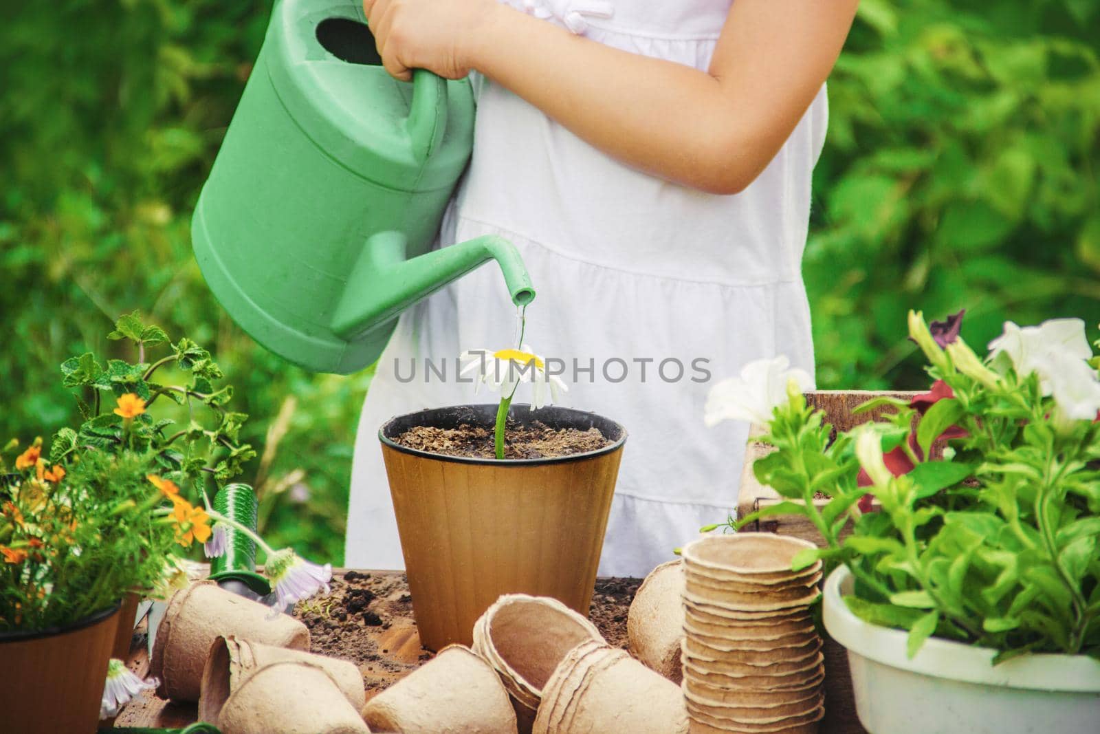 A little girl is planting flowers. The young gardener. Selective focus.