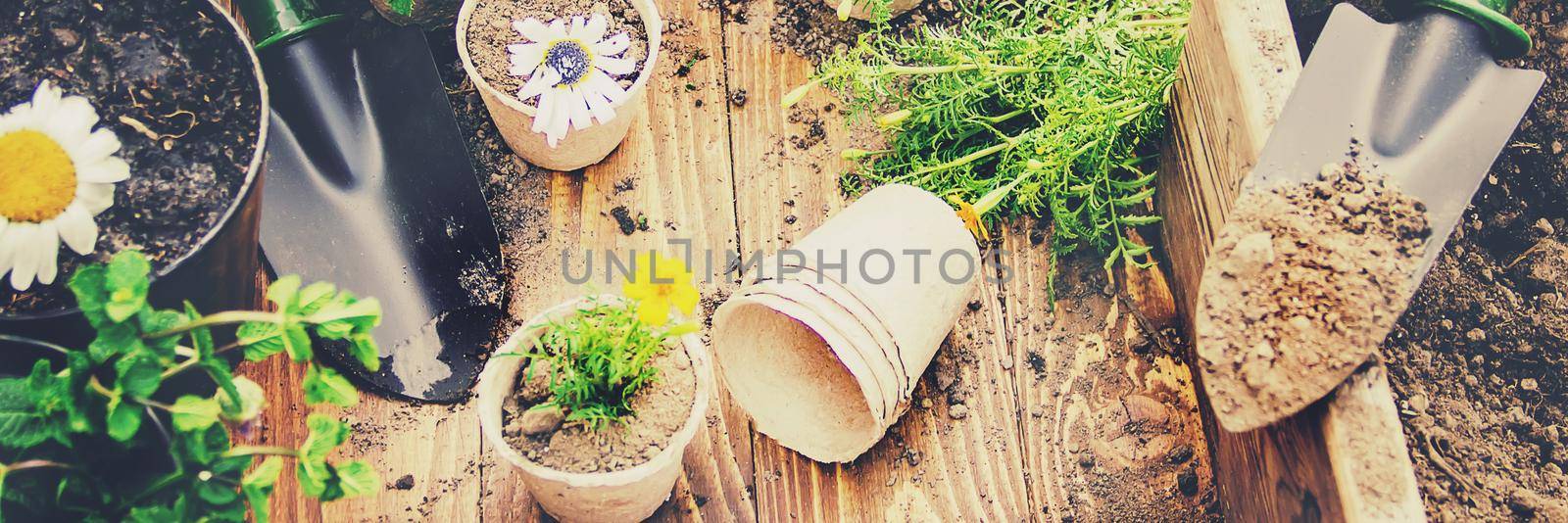 A little girl is planting flowers. The young gardener. Selective focus. nature.