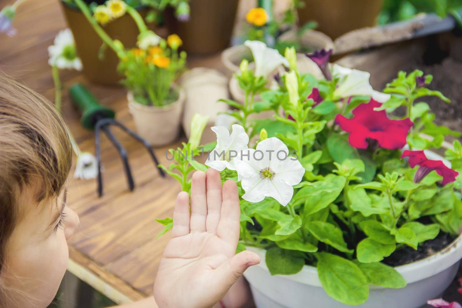 A little girl is planting flowers. The young gardener. Selective focus. by yanadjana