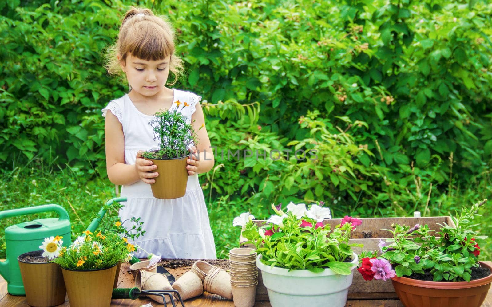 A little girl is planting flowers. The young gardener. Selective focus. by yanadjana