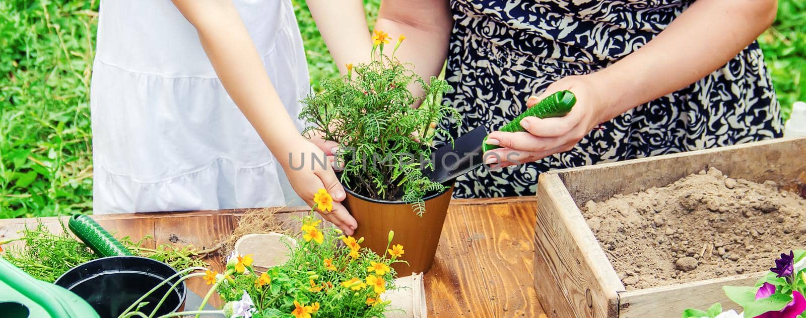 A little girl is planting flowers. The young gardener. Selective focus. by yanadjana