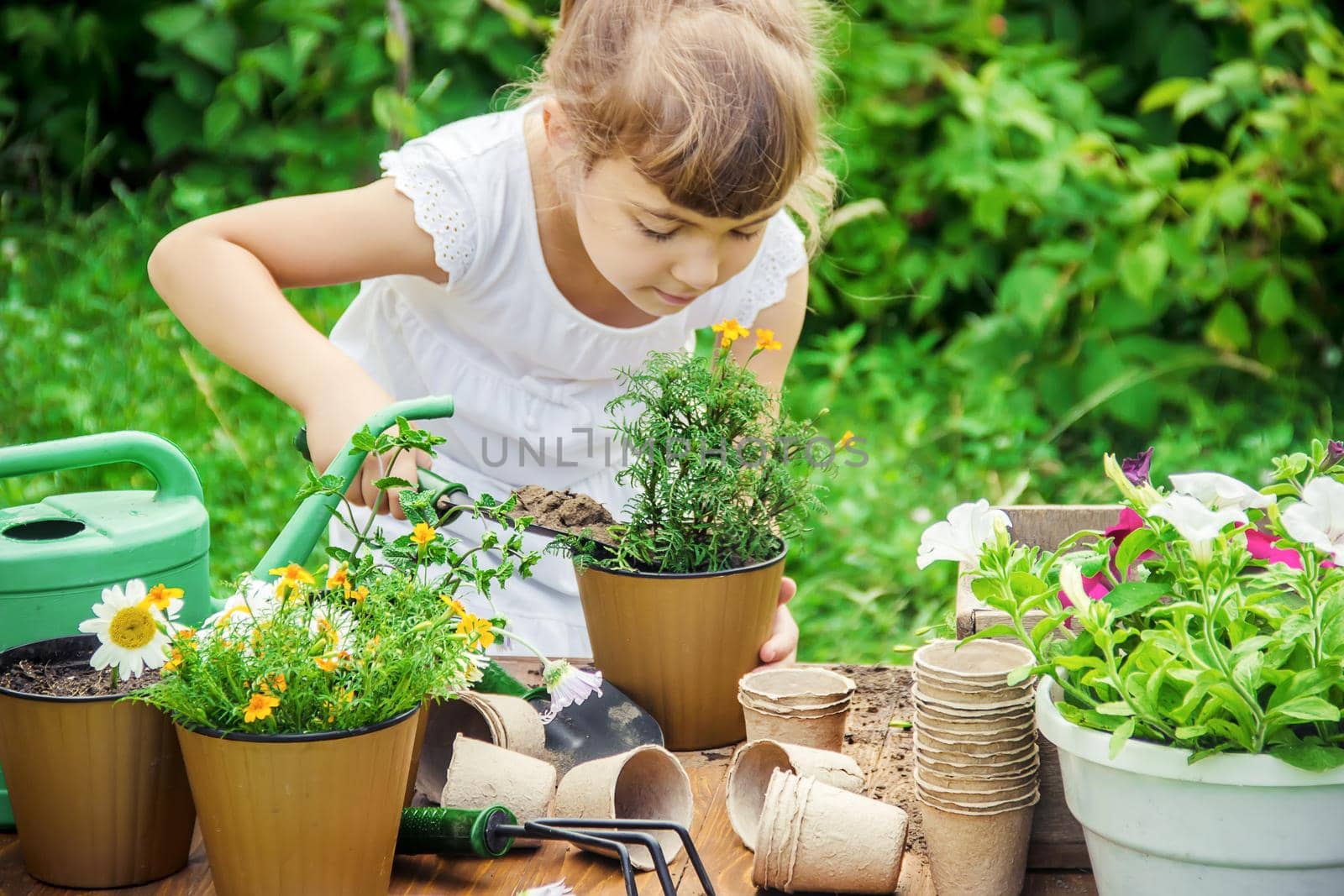 A little girl is planting flowers. The young gardener. Selective focus.