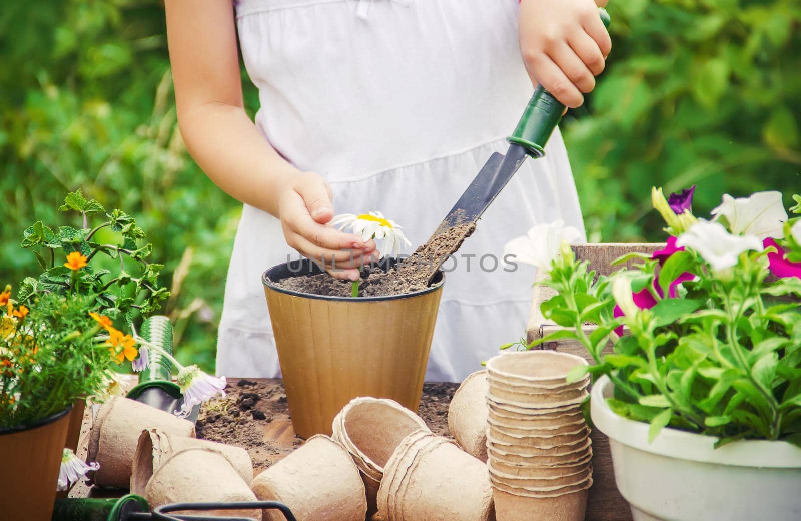 A little girl is planting flowers. The young gardener. Selective focus.