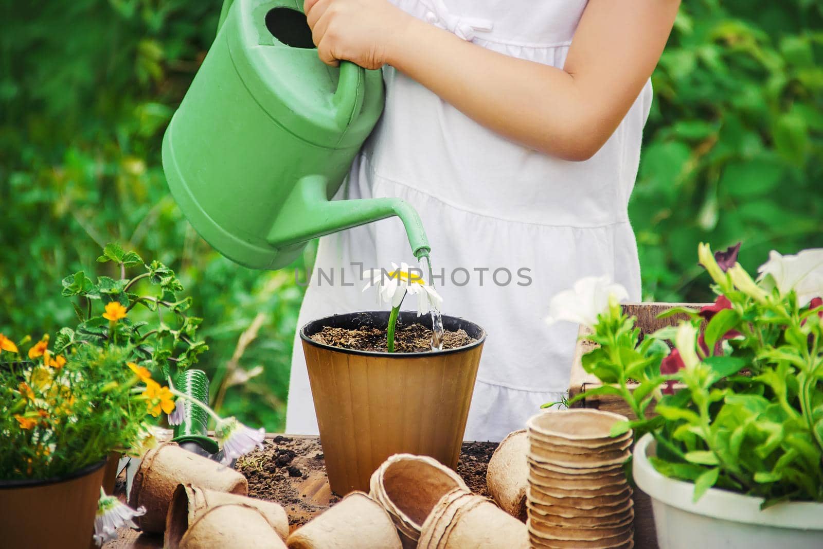 A little girl is planting flowers. The young gardener. Selective focus.