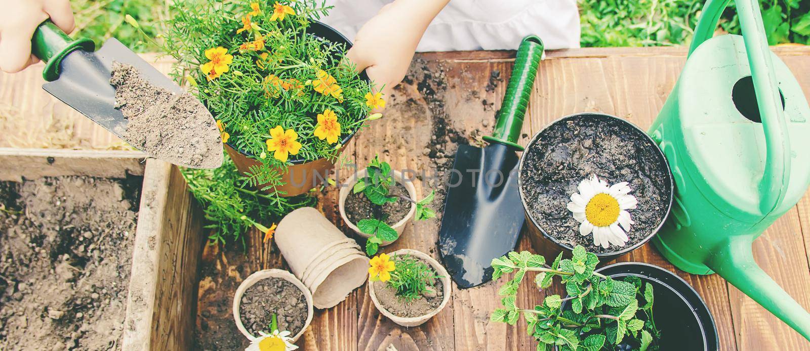 A little girl is planting flowers. The young gardener. Selective focus. nature.