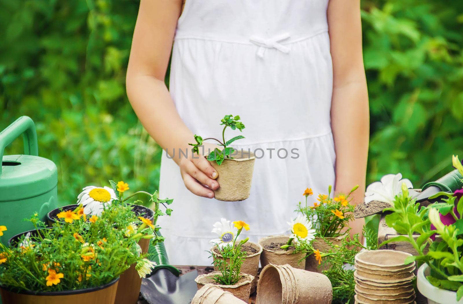 A little girl is planting flowers. The young gardener. Selective focus. by yanadjana