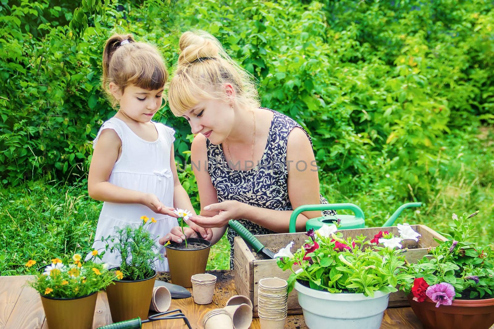 A little girl is planting flowers. The young gardener. Selective focus. by yanadjana