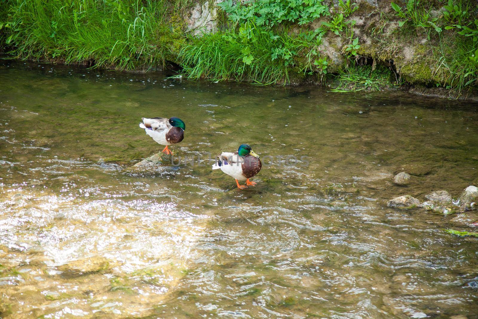 Geese on the green field. Two geese in a green environment