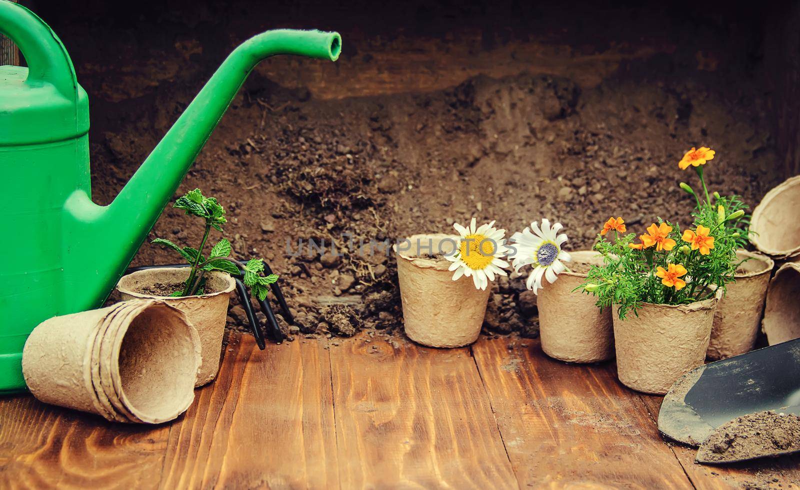 A little girl is planting flowers. The young gardener. Selective focus.