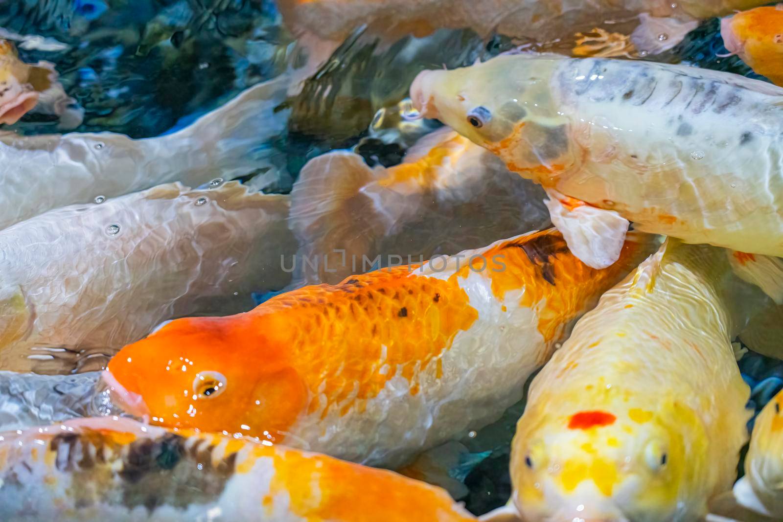 colorful koi carp in the water close-up in the blur by roman112007