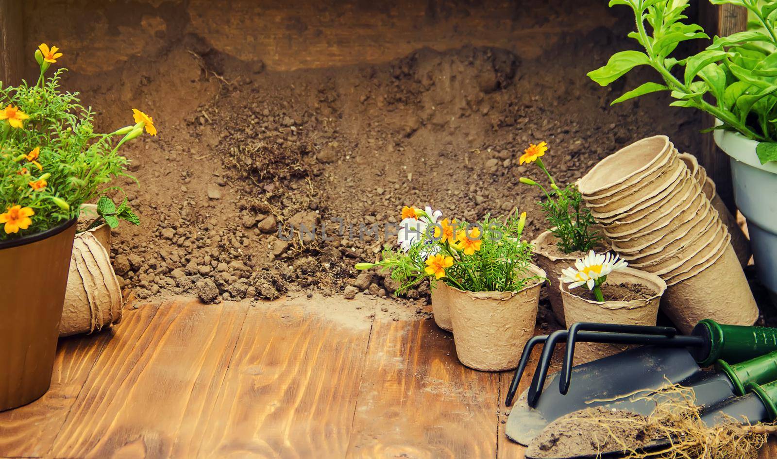 A little girl is planting flowers. The young gardener. Selective focus.