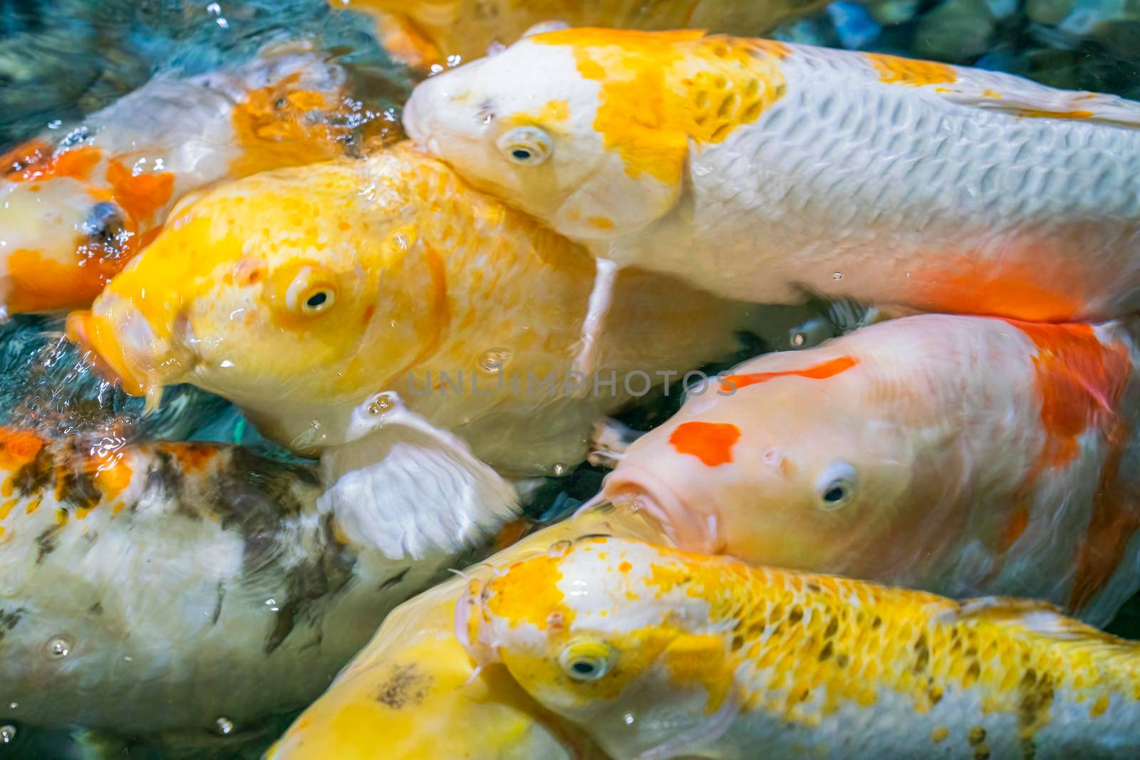 colorful koi carp in the water close-up in the blur by roman112007