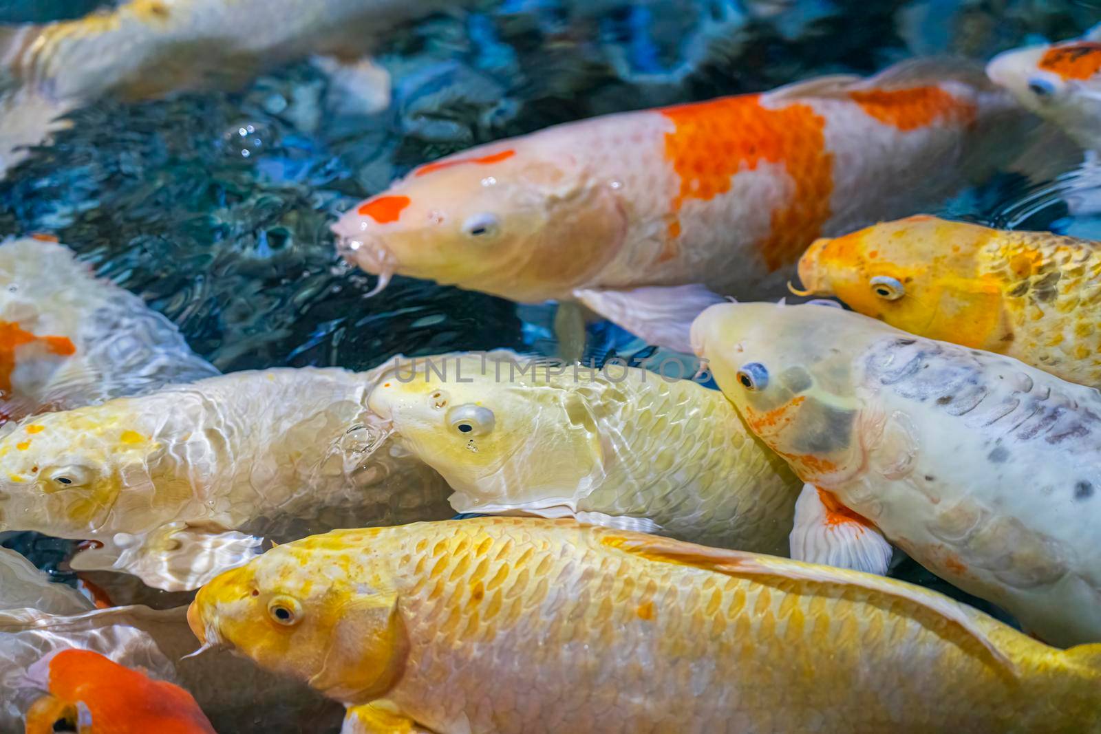 colorful koi carp in the water close-up in the blur by roman112007