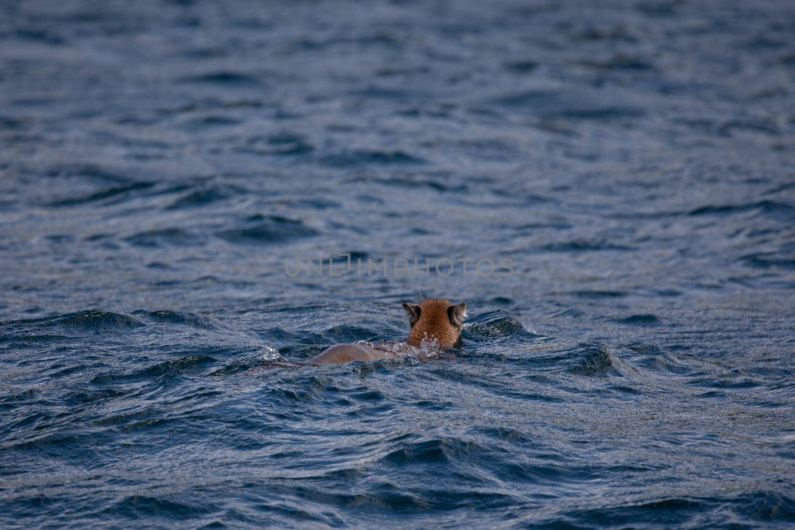 A cougar or mountain lion swimming away in British Columbia waters by Granchinho