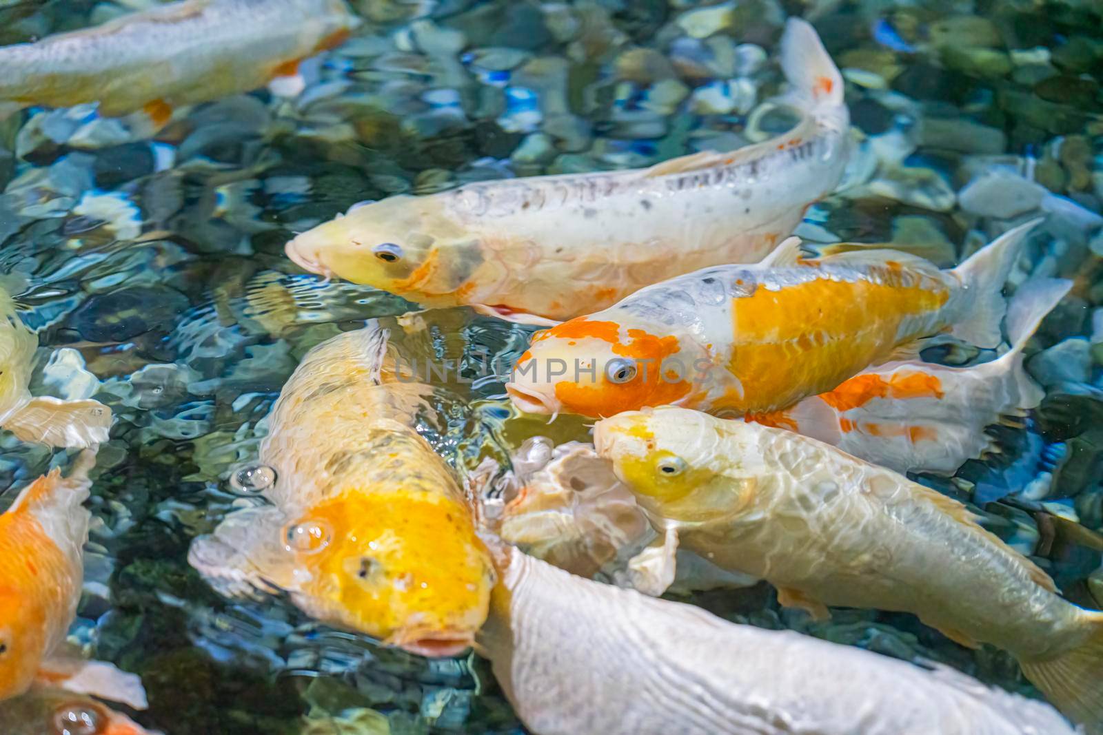 colorful koi carp in the water close-up in the blur by roman112007