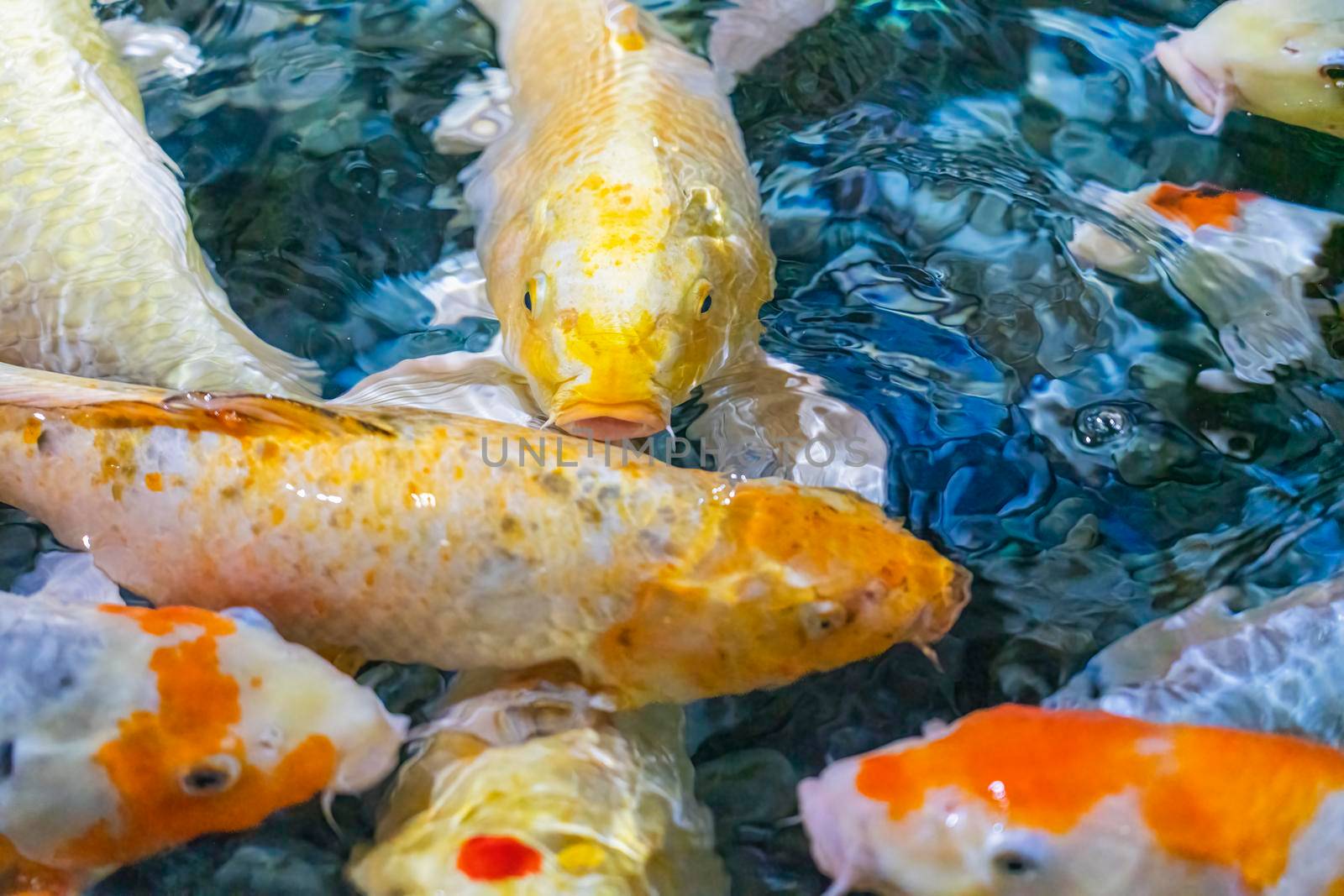 colorful koi carp in the water close-up in the blur by roman112007