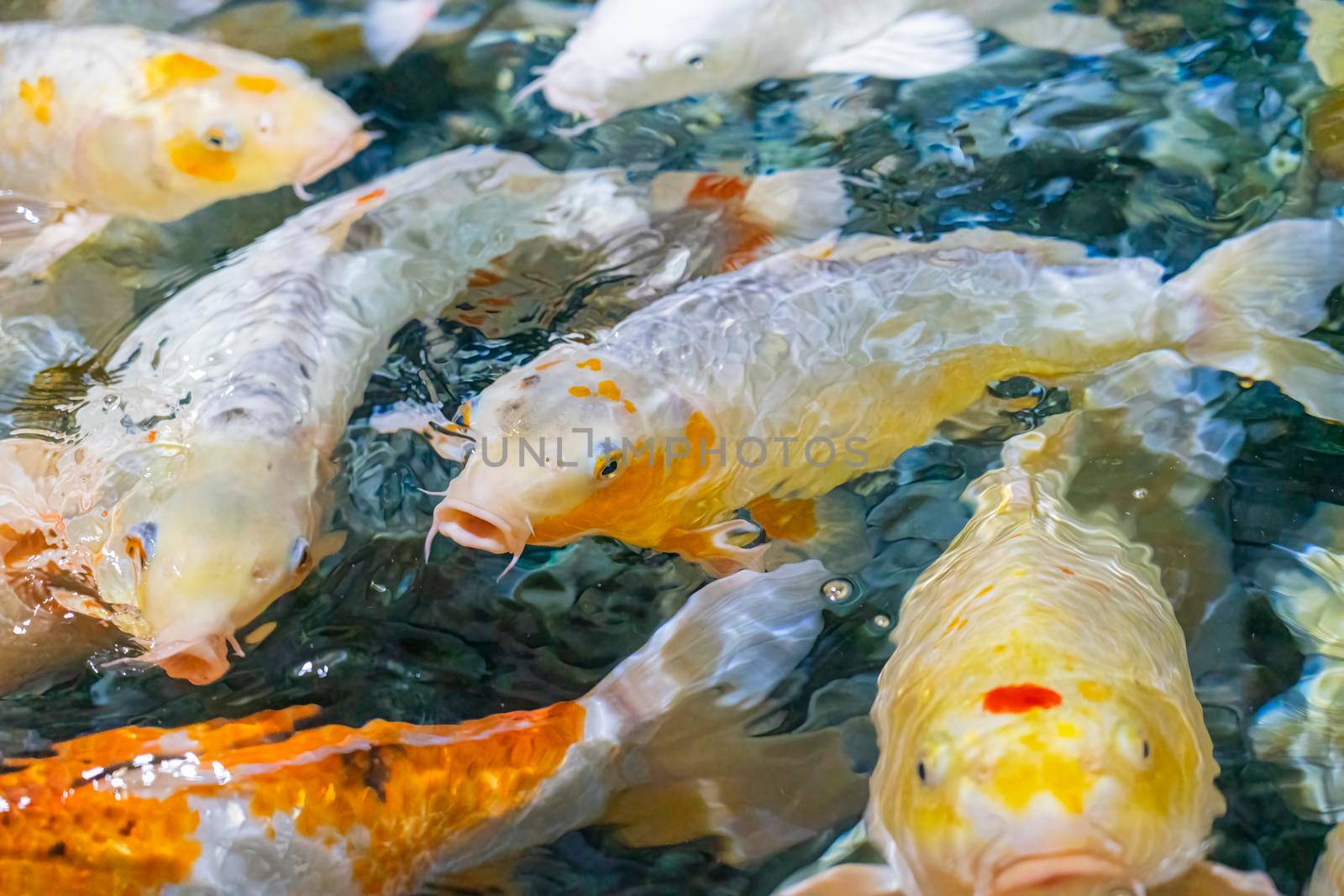 colorful koi carp in the water close-up in the blur by roman112007